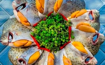 Con cá nâu xuất hiện ở vùng đất Cà Mau tự bao giờ mà thành đặc sản