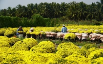 Xã đầu tiên ở Vĩnh Long thí điểm 'xã thương mại điện tử' đưa cây giống, hoa kiểng lên TikTok Shop