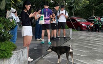 Mức phạt từ 1 - 2 triệu đồng, chó thả rông không rọ mõm vẫn nhởn nhơ nơi công cộng