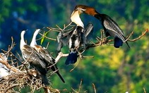 Quần thể chim cổ rắn quý hiếm với hơn chục tổ vào mùa nuôi con