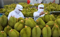 Điểm đáng lưu ý về thời gian cấp mã vùng trồng sầu riêng xuất khẩu sang Trung Quốc