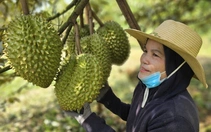Xây dựng hợp tác xã đủ lớn, hướng tới top 300 thế giới