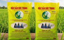 Quy trình sản xuất gạo ST25 của ông Cua ra sao mà bị làm nhái nhiều dữ vậy?