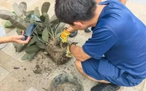 Trung Quốc: Mua cây cảnh online, chủ nhà phát hiện ổ rắn trong chậu