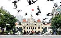 Ngắm nhìn những đàn bồ câu thân thiện giữa trung tâm TP.HCM