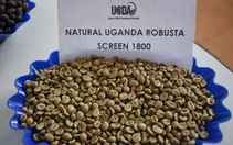Bài học cà phê cao cấp từ 'quê hương Robusta'