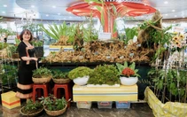 Ngắm những quầy sâm Ngọc Linh 'khủng' được bày biện ở trung tâm TP Đà Nẵng