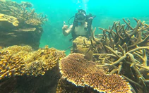 Nghỉ lễ 2-9: Vịnh Nha Trang hút khách với trải nghiệm freediving và tự tay trồng san hô