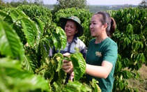 Bỏ phố về lại vườn vì tình yêu với hạt cà phê