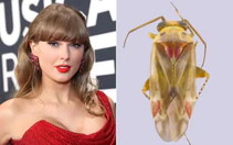 Một loài côn trùng mới được đặt tên theo Taylor Swift