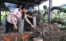 Nữ sinh mồ côi là HS giỏi hóa tỉnh, xin ĐH Cần Thơ hoãn đóng học phí vì chưa đủ tiền