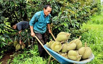 Giá sầu riêng bất ngờ tăng giúp nhiều nông dân Tây Nguyên thu tiền tỉ