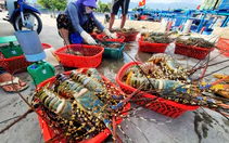 Vụ tiêu hủy 180.000 con tôm hùm giống nhập lậu: Vì sao không thể đấu giá, thả về tự nhiên?