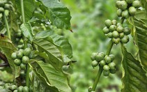 Giá cà phê rời mốc 95.000 đồng/kg, vụ mới có thể còn gây sức ép