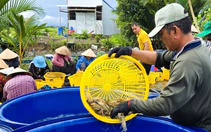 Nông dân An Giang thắng lớn khi nuôi tôm càng xanh luân canh trên đất lúa