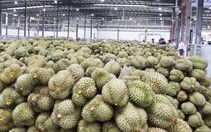 Vì sao sản lượng sầu riêng Việt Nam vượt Thái Lan  nhưng giá trị thu về lại thấp hơn?