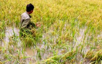 Hơn 4.200 hecta lúa ở Cà Mau bị ngập do mưa lớn kéo dài kèm dông lốc