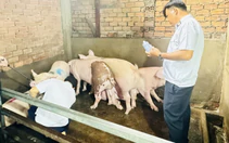 Liên tiếp phát hiện điểm giết mổ heo trái phép ở TP.HCM