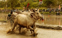 Đoàn phim Trại buôn người 'chơi lớn', tài trợ luôn một lễ hội đua bò để quay phim