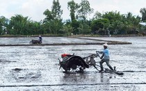 Giữa mùa nước nổi mà lo hạn mặn khốc liệt vì El Nino - Bài 4: Cần kích hoạt kế hoạch phòng chống hạn mặn sớm