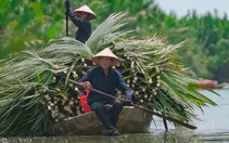 Hội An sắp có tour tham quan độc đáo tại Rừng dừa Cẩm Thanh