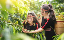 Nông dân Đắk Lắk hào hứng với Workshop 'Nâng giá trị Robusta từ dữ liệu canh tác'