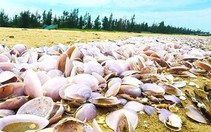 Vụ vỏ ngao tấp vào bờ dày đặc: Thuê thợ lặn ra biển lấy mẫu ngao còn sống để xét nghiệm