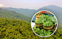 Một doanh nghiệp đề xuất dự án 1.200ha trồng sâm Ngọc Linh trên núi cao ở Đà Nẵng