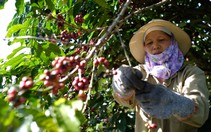 Nông dân trồng cà phê trước khoảng trống dữ liệu