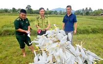 Dẹp 'trận địa' bẫy chim, cò nhiều khu vực ở TP Huế
