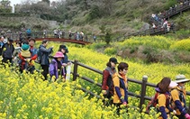 Tour charter đi Jeju Hàn Quốc
