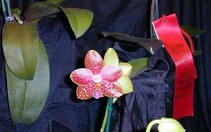 Dải băng màu đỏ