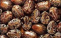 Vắc xin phòng nhiễm độc ricin