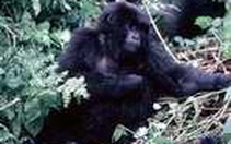 Phá rừng đe dọa Gorilla