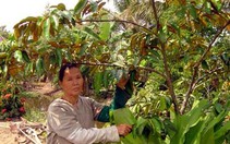 Cà Mau: lễ hội kỷ niệm 50 năm chuyến tàu tập kết ra Bắc