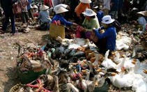 Cúm gia cầm: Chặn đứng, tiến tới kiểm soát