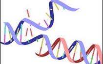 Gene giới tính không liên quan đến biểu hiện của đồng tính nam