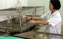 Từ đồng lúa quê mình