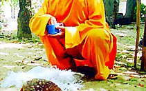 Chim quý trong vườn chùa
