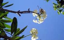 Ngày bình yên