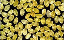 Anh: Phát triển giống "gạo vàng"