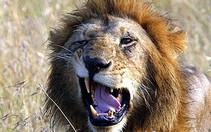 Tanzania: bảo tồn số lượng lớn voi, sư tử