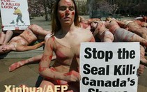 Canada: Phản đối săn bắt hải cẩu