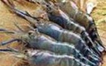 ĐBSCL: Tôm nguyên liệu rớt giá
