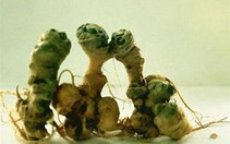 Hàng nghìn cây sâm Ngọc Linh bị săn trộm