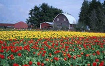 Rực rỡ sắc Tulip