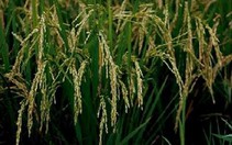 Giải mã hoàn chỉnh bộ gene lúa