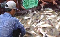 Cấp visa tự động cho tất cả mặt hàng dệt may xuất khẩu sang Mỹ