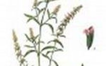 Chữa cảm cúm bằng xông và tắm hơi thuốc