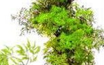 Cây Đinh Lăng - vị thuốc quý
